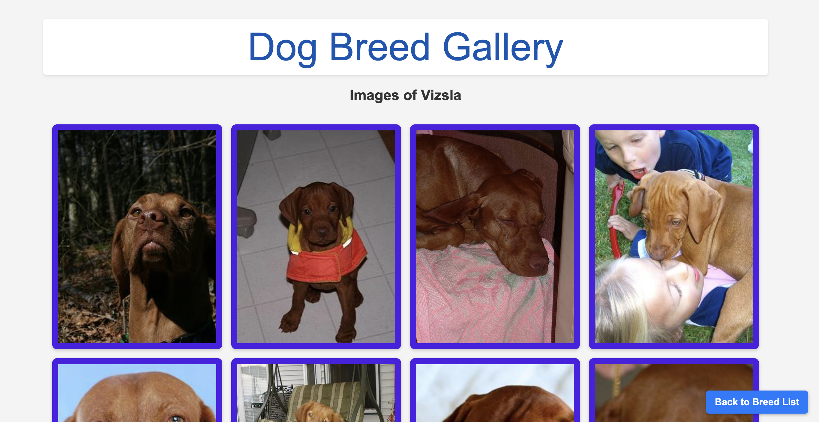 Screen capture of the dog breed images page created in the tutorial